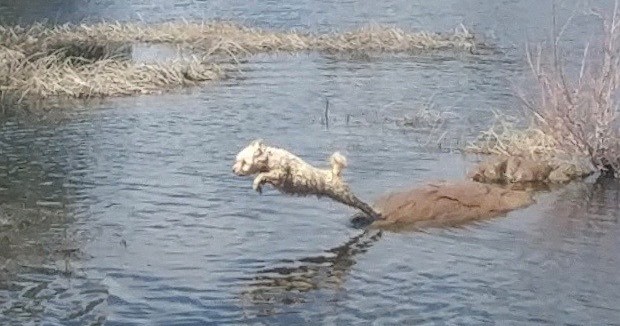 Dog jumping into water