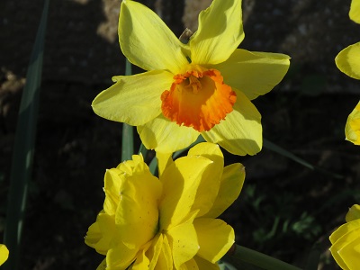 Julian Daffodil