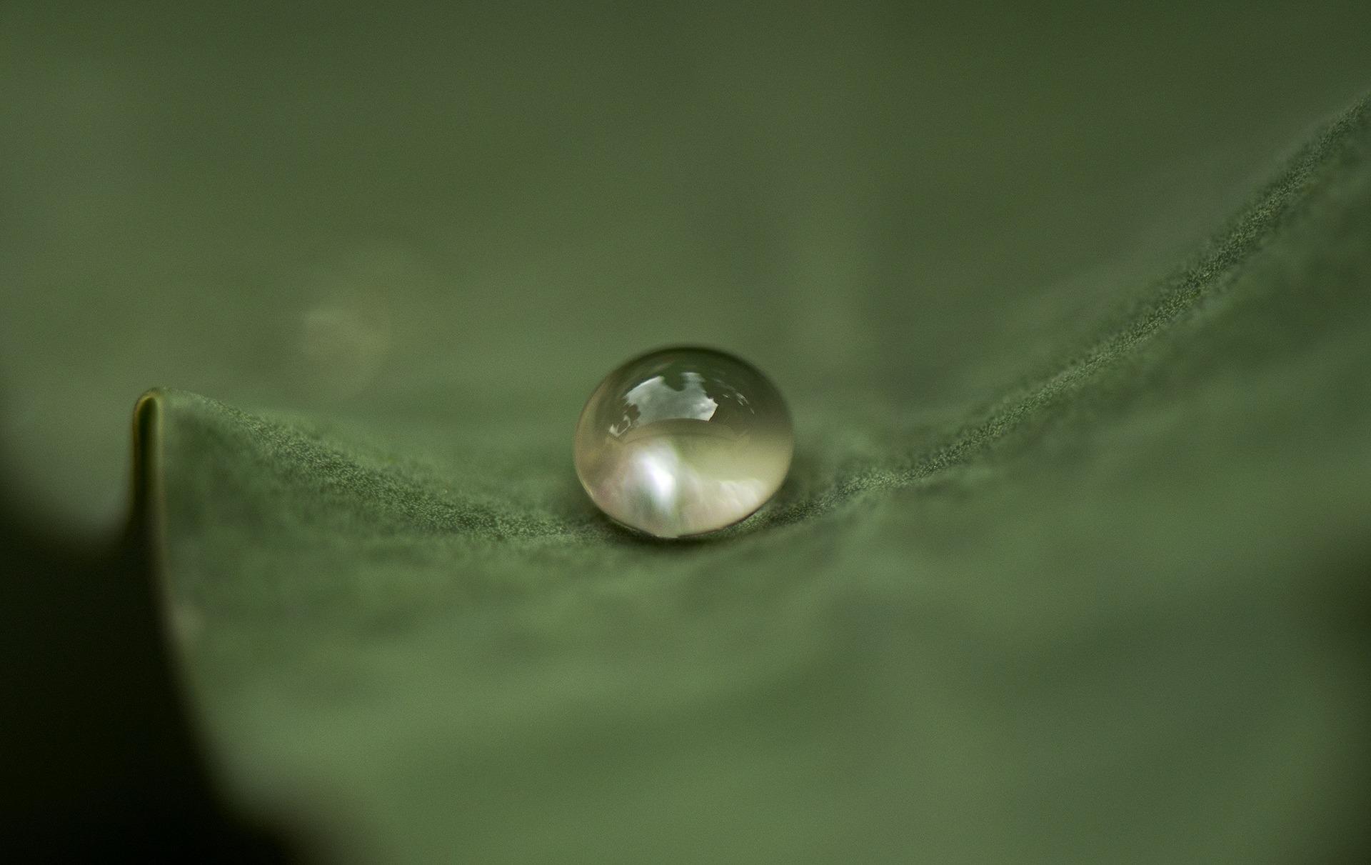 Water drop on leaf