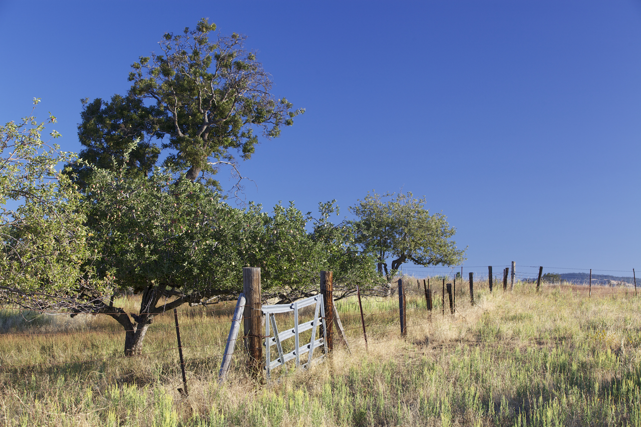 Fence and gate