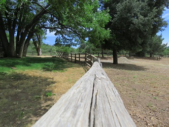Fence and Trees