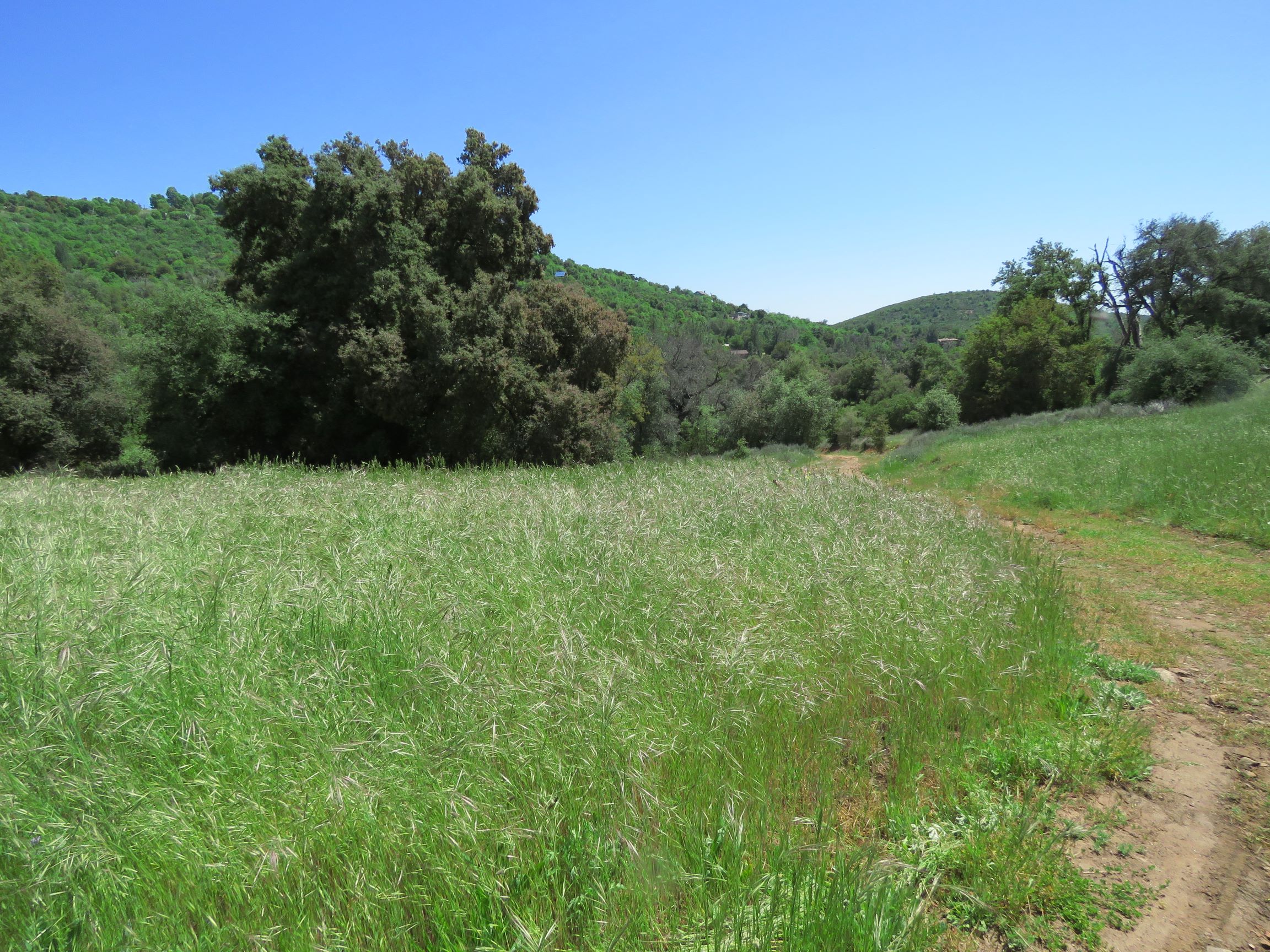 Meadow with tree groves