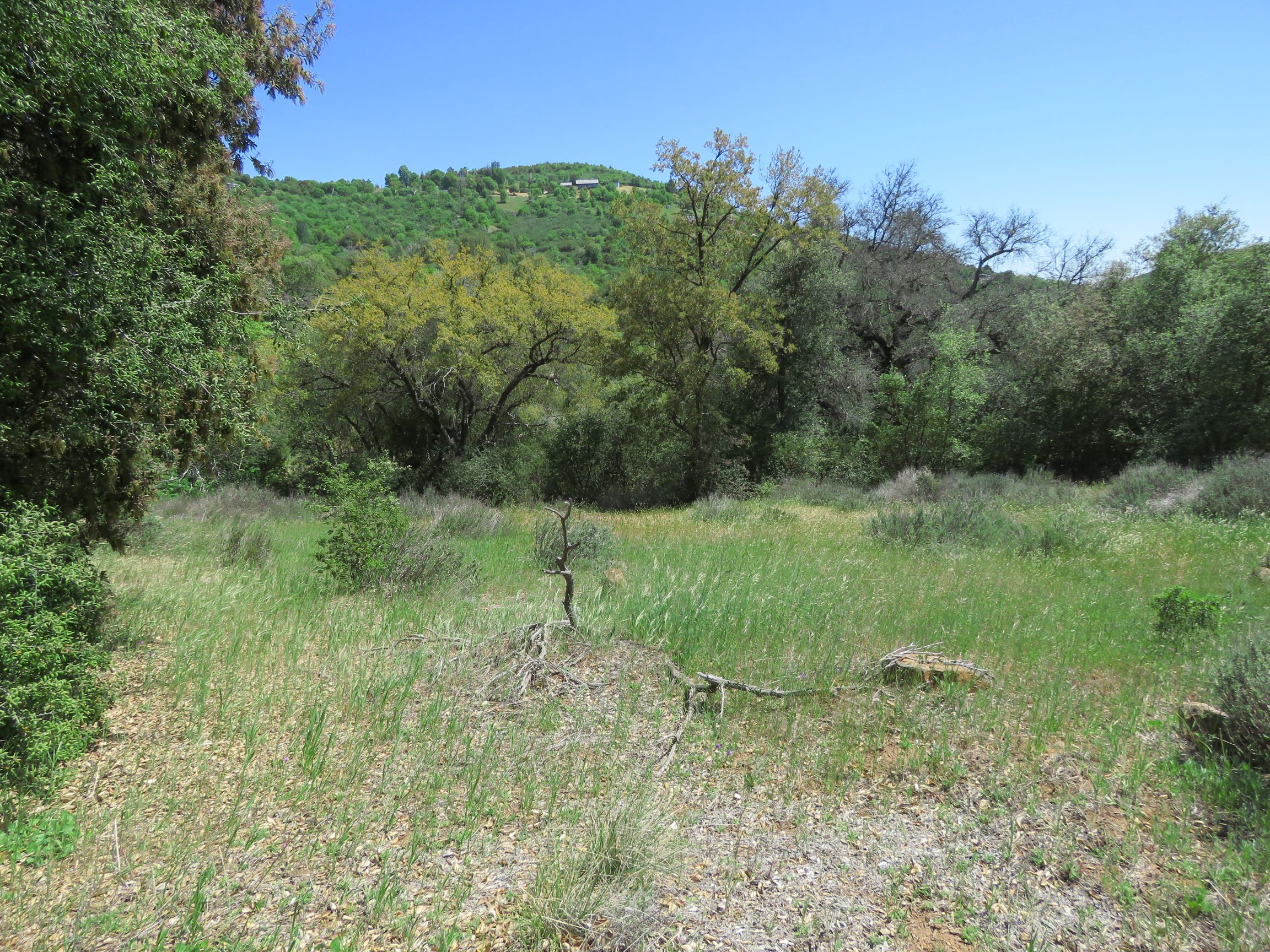 Meadow and trees