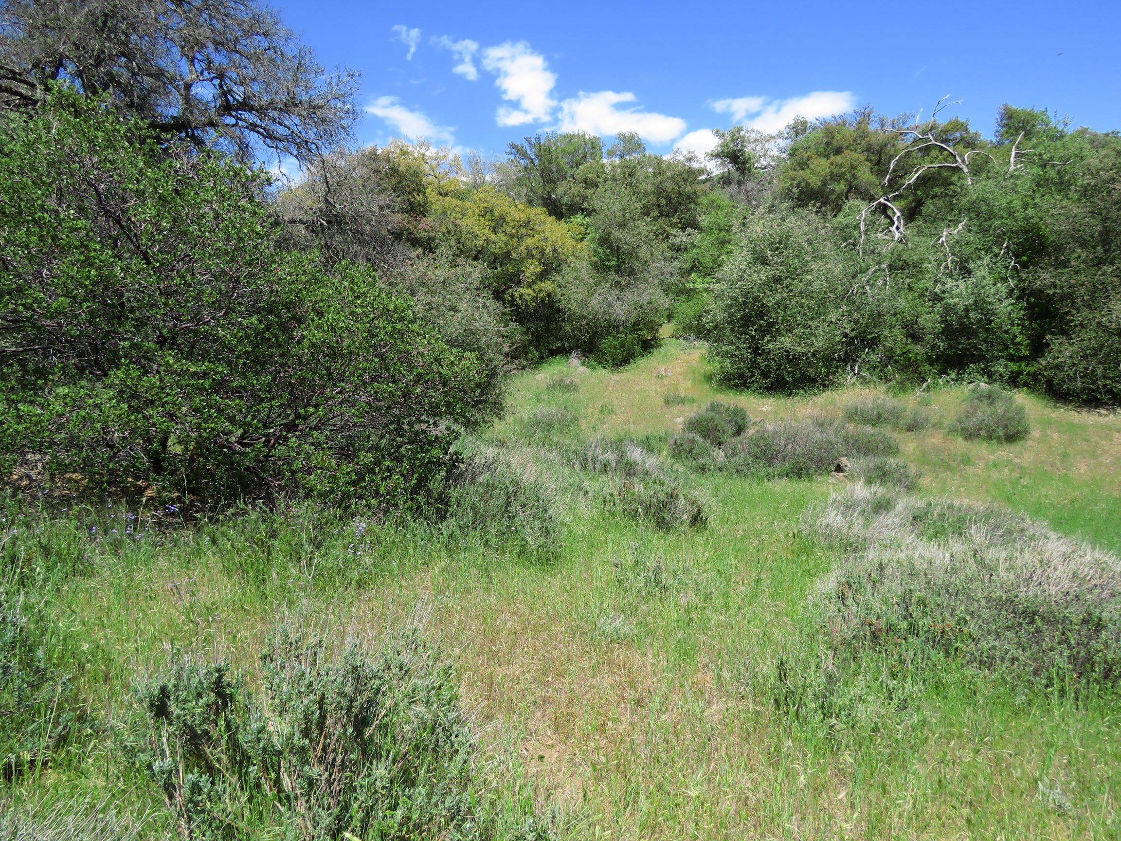 Tree grove