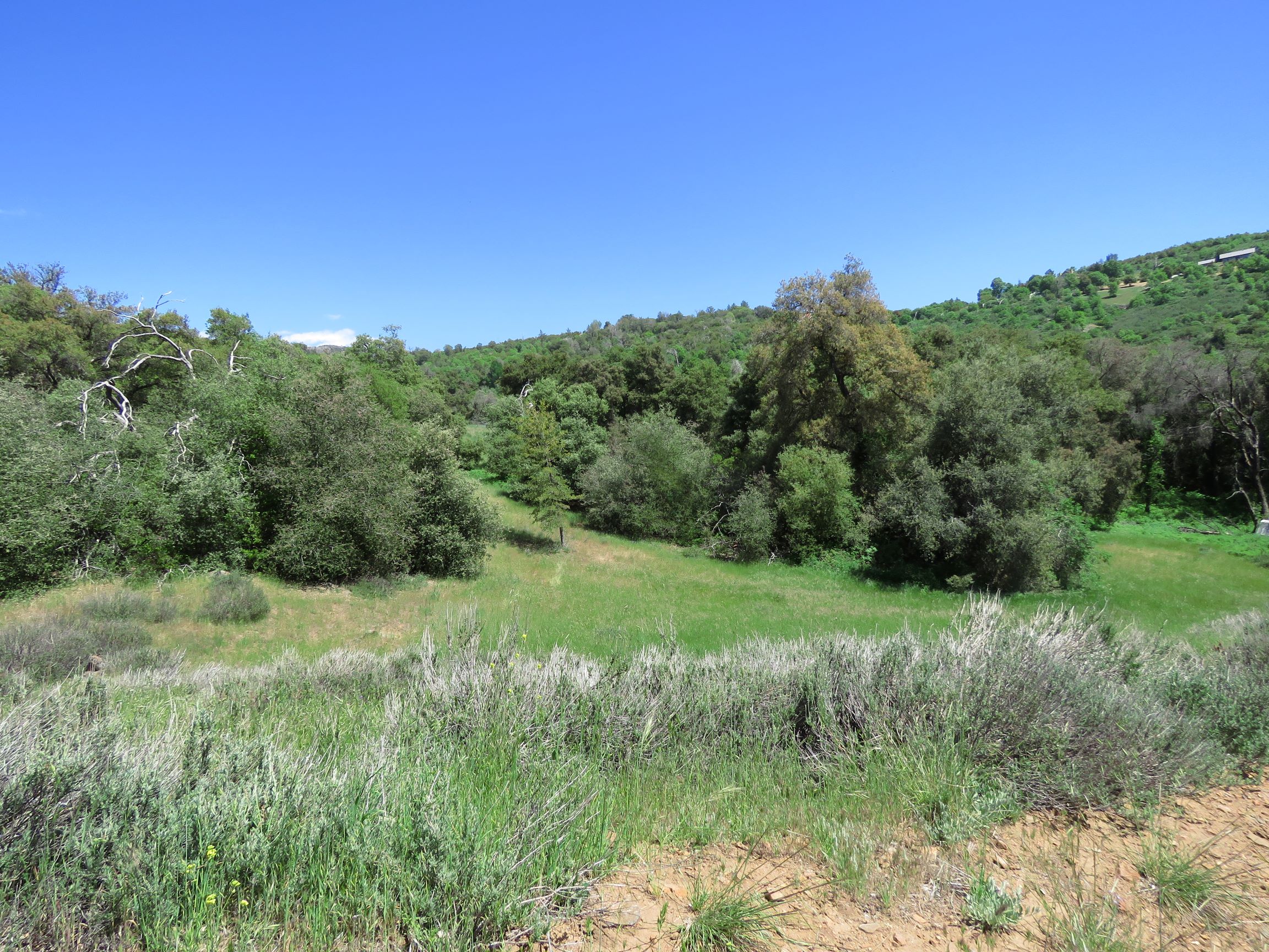 View from road to trees across the meadow