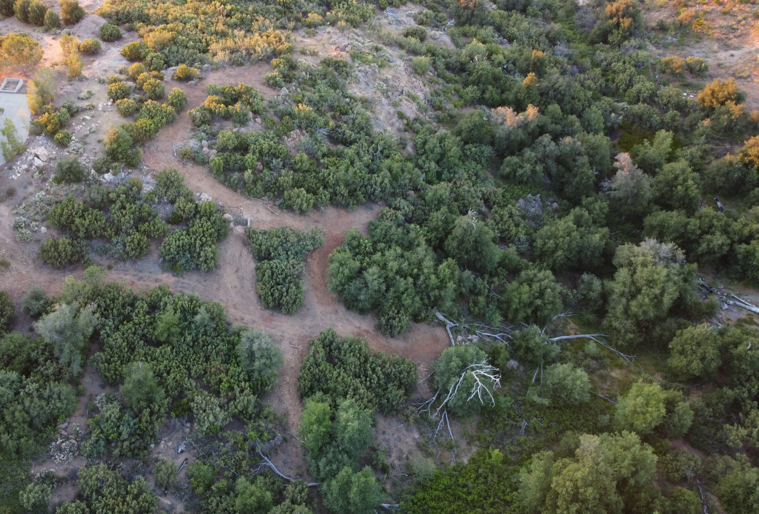 Tree grove