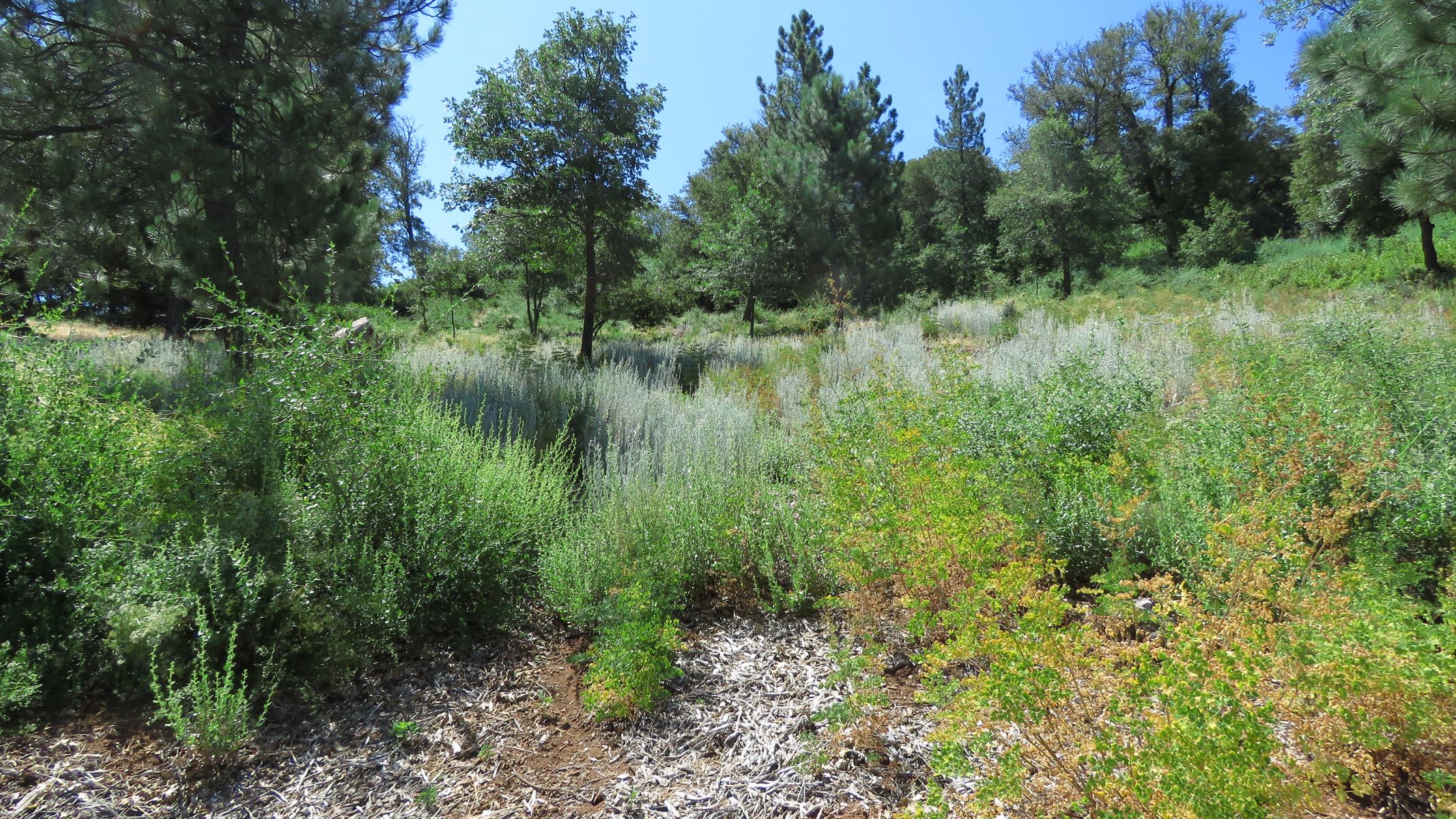 Vacant Land in Pine Hills area of Julian