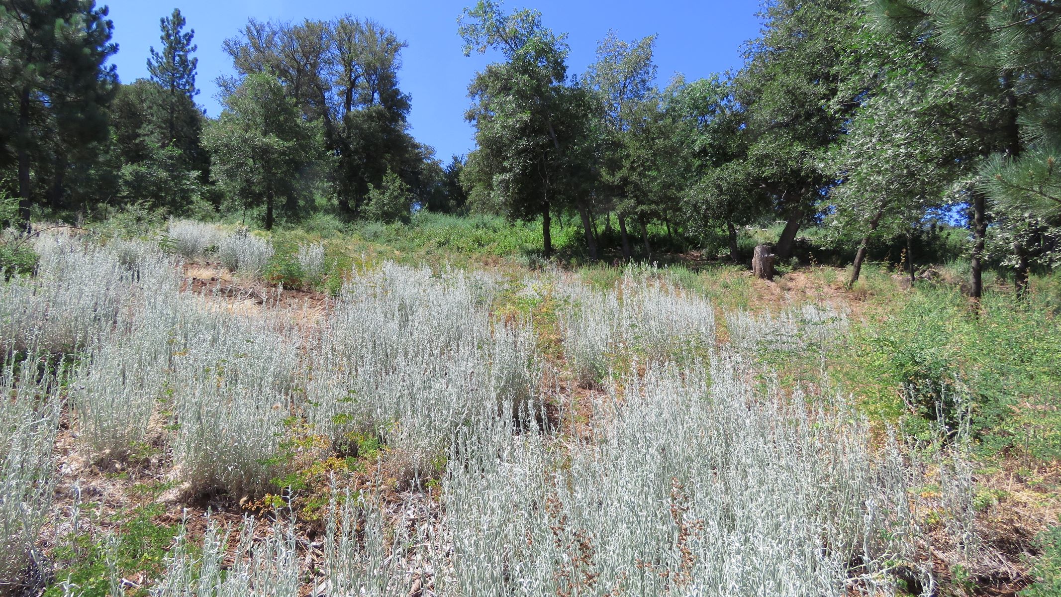 Pine Hills Vacant Lot on Oak Grove